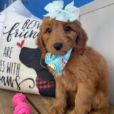 Gracie Miniature Goldendoodle 03