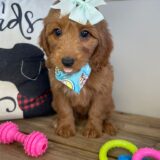 Gracie Miniature Goldendoodle 04