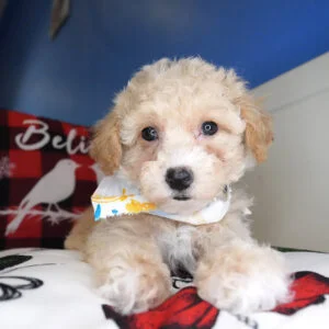 Greer Miniature Poodle 01