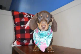 Hannah Miniature Dachshund 01