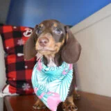 Hannah Miniature Dachshund 02