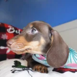 Hannah Miniature Dachshund 03