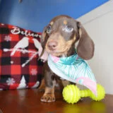 Hannah Miniature Dachshund 04