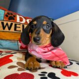 Harlem - Miniature Dachshund 01