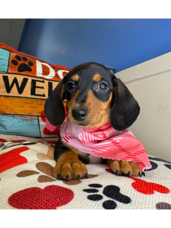 Harlem - Miniature Dachshund 01