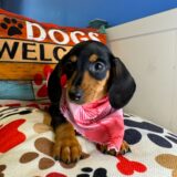 Harlem - Miniature Dachshund 02