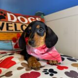 Harlem - Miniature Dachshund 03