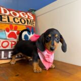 Harlem - Miniature Dachshund 04