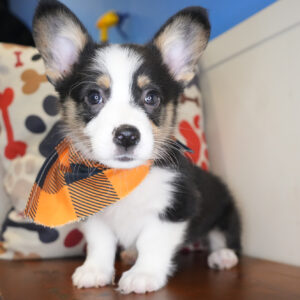 Hoku Pembroke Welsh Corgi 01