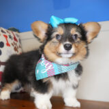 Holly Pembroke Welsh Corgi 02