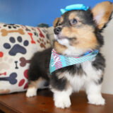 Holly Pembroke Welsh Corgi 03