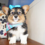 Holly Pembroke Welsh Corgi 04