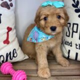 Honey Miniature Goldendoodle 01