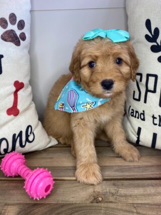 Honey Miniature Goldendoodle 01