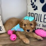 Honey Miniature Goldendoodle 02