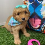 Honey Miniature Goldendoodle 03