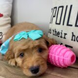 Honey Miniature Goldendoodle 04