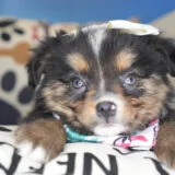 Hope Australian Shepherd 01