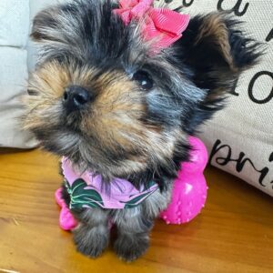 Indira Yorkshire Terrier 01