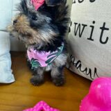 Indira Yorkshire Terrier 02