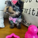 Indira Yorkshire Terrier 03