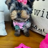 Indira Yorkshire Terrier 04