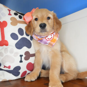 Jemima Golden Retriever 01