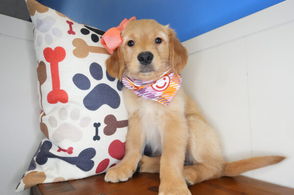 Jemima Golden Retriever 01