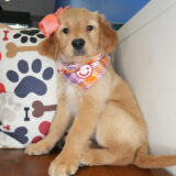 Jemima Golden Retriever 03