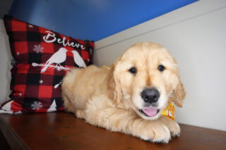 Kaius Golden Retriever 01