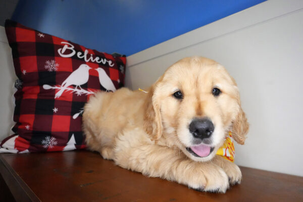 Kaius Golden Retriever 01