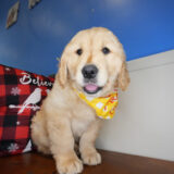 Kaius Golden Retriever 02