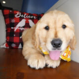 Kaius Golden Retriever 04