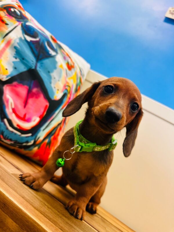 Katarina Miniature Dachshund 01