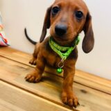 Katarina Miniature Dachshund 02