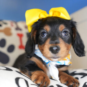 Katya Miniature Dachshund 01