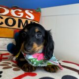 Keets - Miniature Dachshund 04