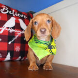 Kingston Miniature Dachshund 02