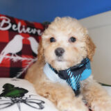 Lincoln Miniature Poodle 02