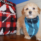 Lincoln Miniature Poodle 04