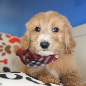 Lior Goldendoodle 01