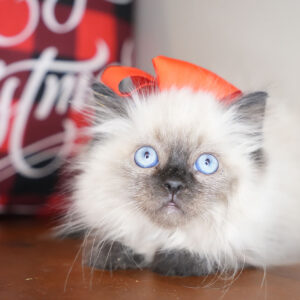 https://pettitodallas.com/wp-content/uploads/2024/12/Luna-Ragdoll-01-300x300.jpg