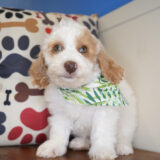 Maccabee Miniature Poodle 04