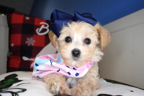 Maeve Maltipoo 01