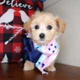 Maeve Maltipoo 02