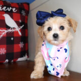 Maeve Maltipoo 04