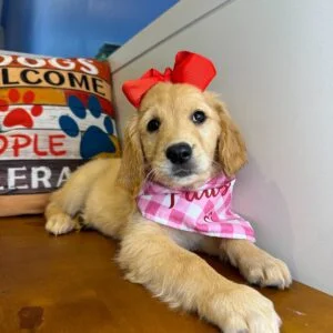 Magenta - Golden Retriever 01