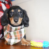 Mark Miniature Dachshund 01