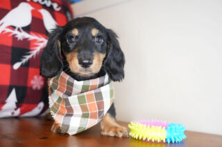 Mark Miniature Dachshund 01