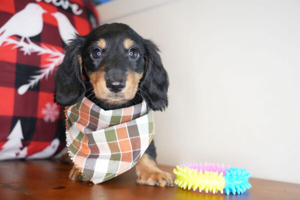 Mark Miniature Dachshund 01